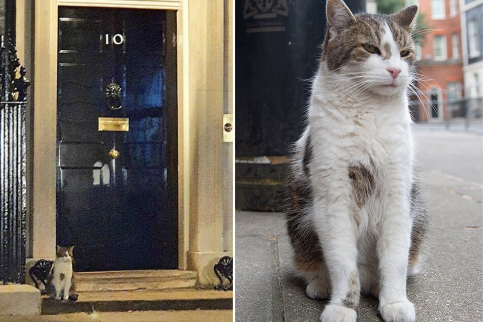 Larry the cat, Downing Street's furry friend, is still watching premiers come and go