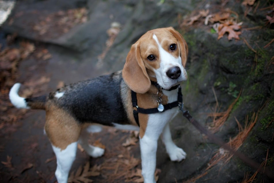 Beagle sind die perfekten Begleiter für das Sternzeichen Schütze.
