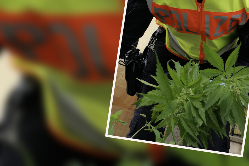 In Kübeln entlang der Straße: Polizei beschlagnahmt Dutzende Cannabis-Pflanzen