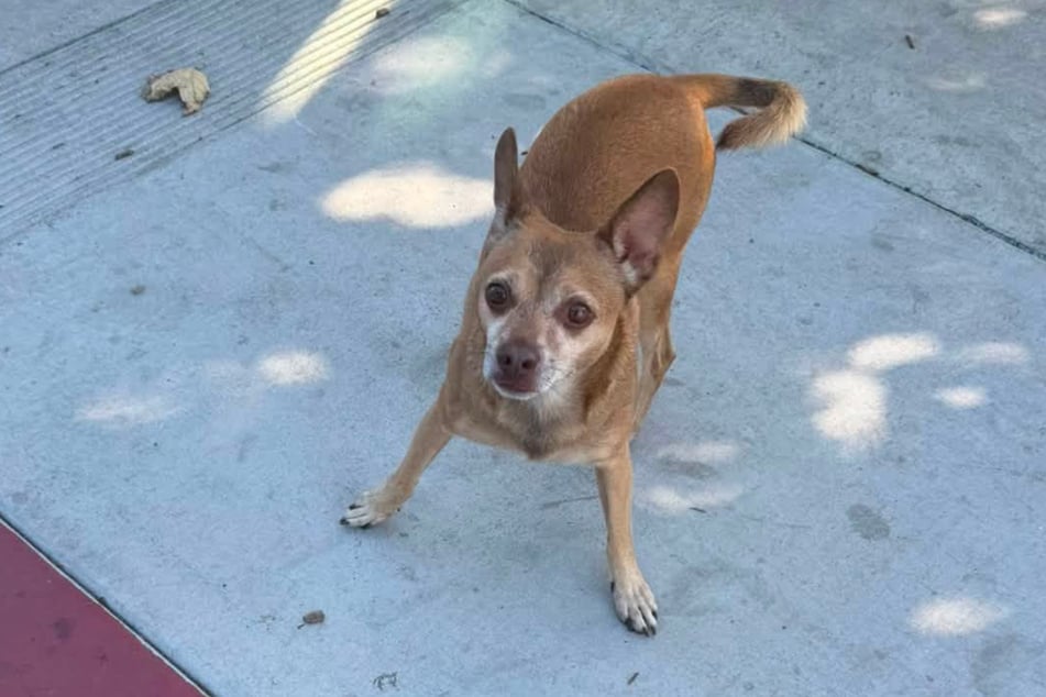 Eine falsche Bewegung und der Chihuahua hätte in Panik in ein fahrendes Auto laufen können.