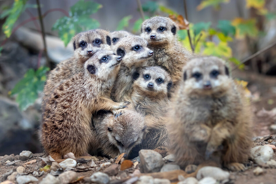 Die neugierigen Erdmännchen im Chemnitzer Tierpark vermissen die Besucher.