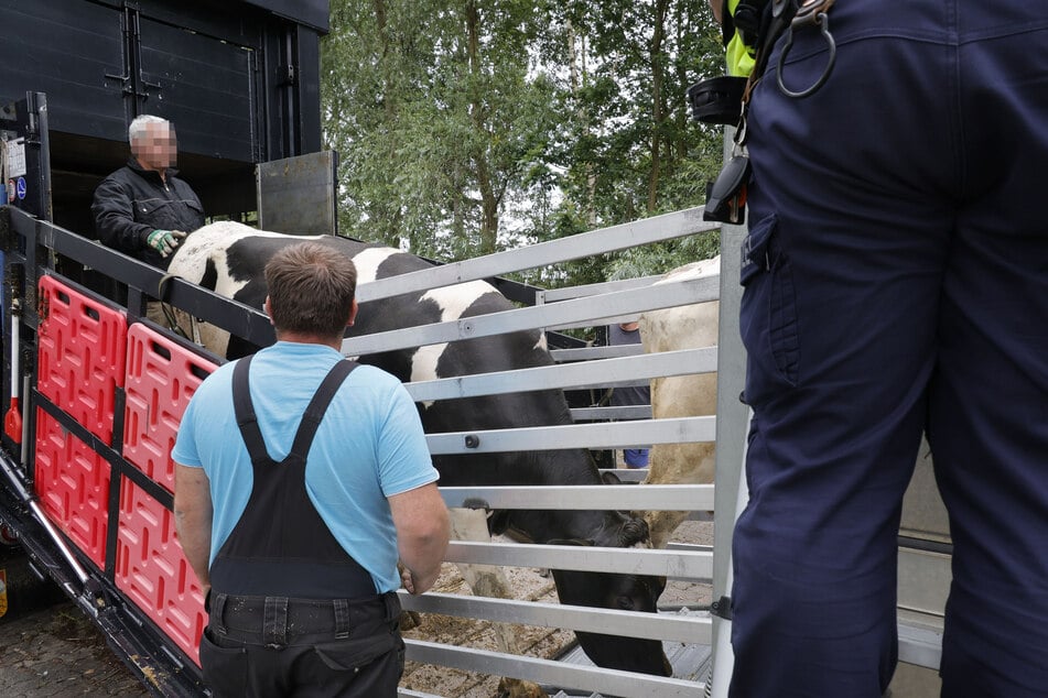 Die Tiere wurden viel zu eng transportiert, daher mussten die Rinder in ein zweites Fahrzeug geladen werden.