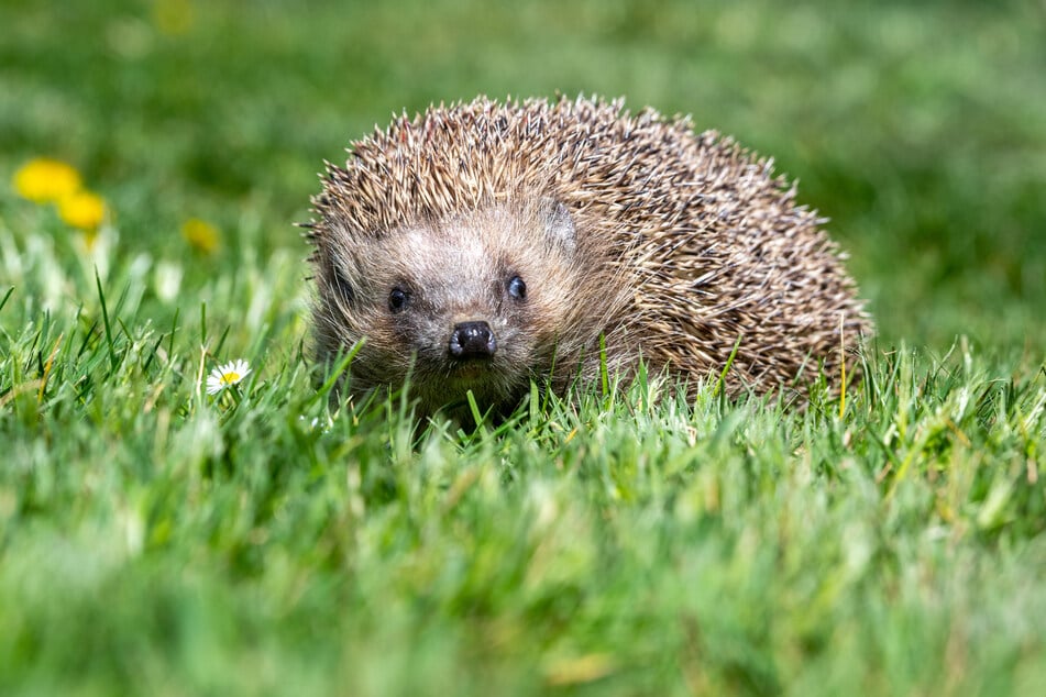 Igel rollen sich bei einer Gefahr zusammen und sind somit leichte Opfer für einen automatischen Mähroboter.
