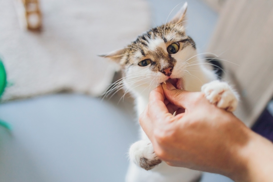 Cats sometimes like to lick or taste their humans to keep them calm and release endorphins.