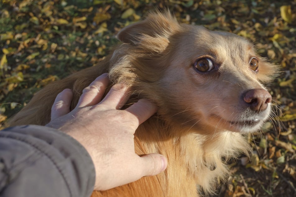 Ein rumänischer Straßenhund hatte in der Schweiz endlich ein liebevolles Zuhause gefunden. Doch dort konnte er nicht bleiben. (Symbolbild)