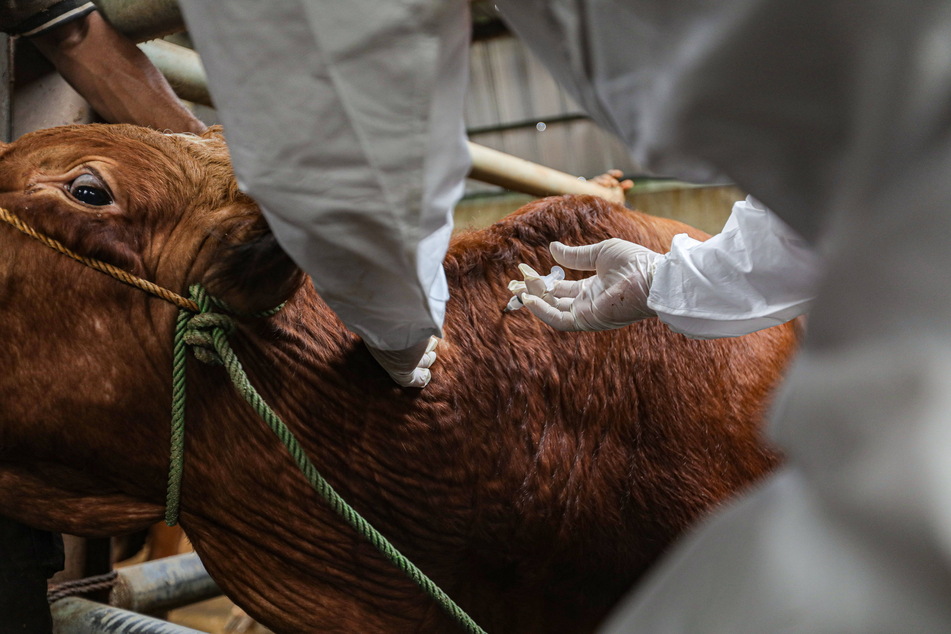 Sächsische Bauern geben Impfstoff gegen Rinderseuche in Auftrag