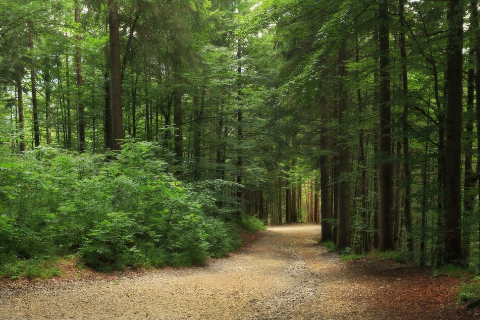 Als sich die 41-Jährige bei dem Angriff im Crimmitschauer Wald anfing zu wehren, ließ der Unbekannte von ihr ab und verschwand. (Symbolfoto)