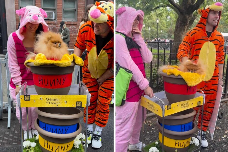 And last but not least, the winner of the costume contest (decided by audience applause) – Pookah the Pomeranian, rocking it as a perfect Winnie-the-Pooh bear alongside pals Piglet and Tigger!