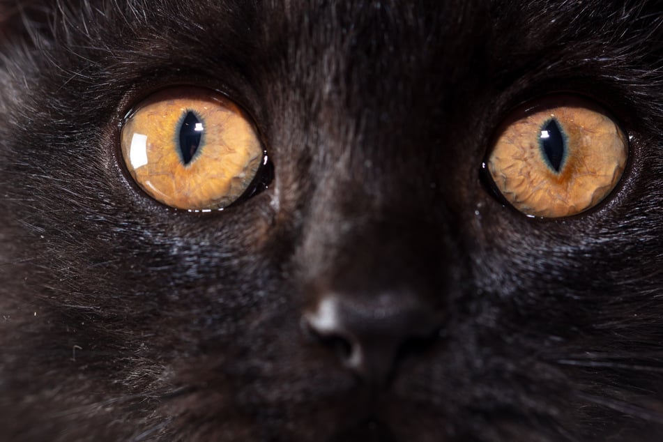 Tränen oder verklebte Augen einer Katze sollte man beim Tierarzt abklären lassen.