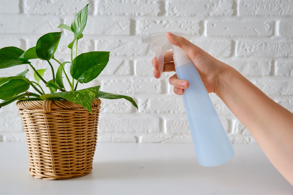 Bei zu niedriger Luftfeuchtigkeit solltest Du mit einer Sprühflasche nachhelfen.