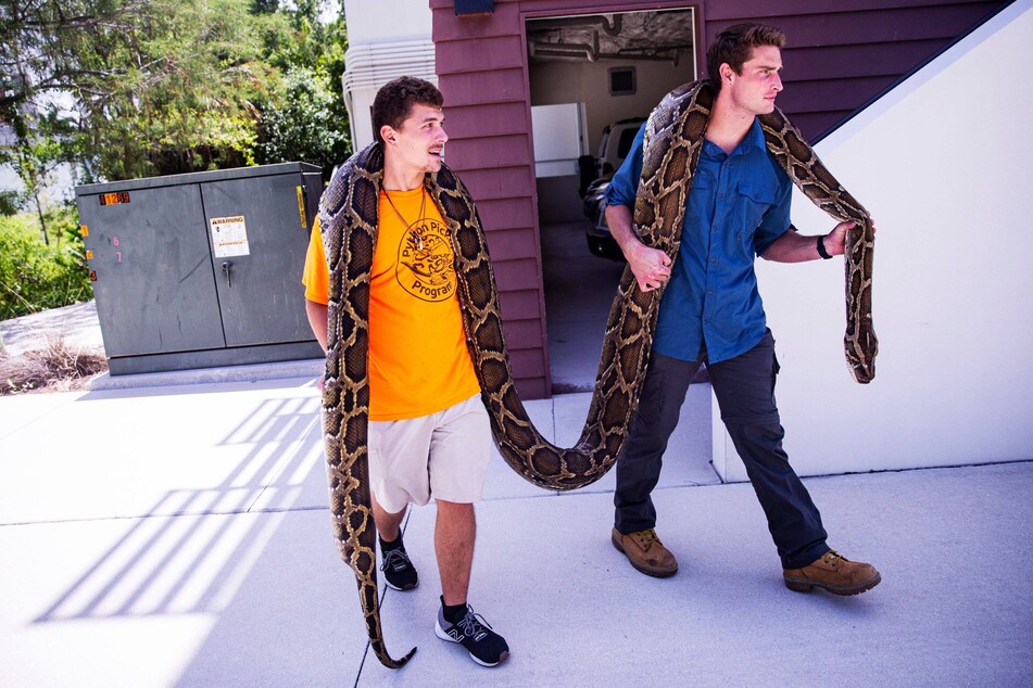 Jake Waleri (r.) and Stephen Gauta transport a record 19-foot Burmese python caught in Florida's Big Cypress National Preserve.