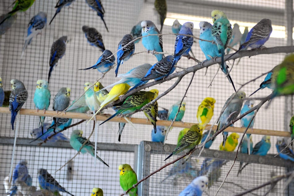 Tierschützer befreiten im Jahr 2009 zahlreiche Wellensittiche aus einer winzigen Wohnung. Die Vögel kamen ins Tierheim. (Archivbild)