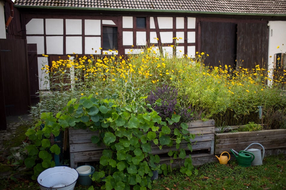 Schritt für Schritt baut Michelle den Dreiseitenhof mit ihrem Mann zum Wohn- und Kräuterdomizil aus. In den Hochbeeten vor der Scheune wachsen Kapuzinerkresse und Topinambur.