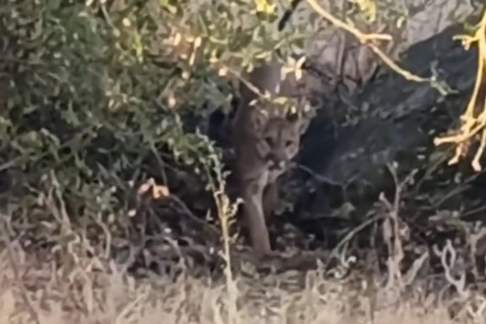 Diesem Tier will man nicht begegnen: Ein Puma starrt aus einem Busch in Richtung des Filmenden.