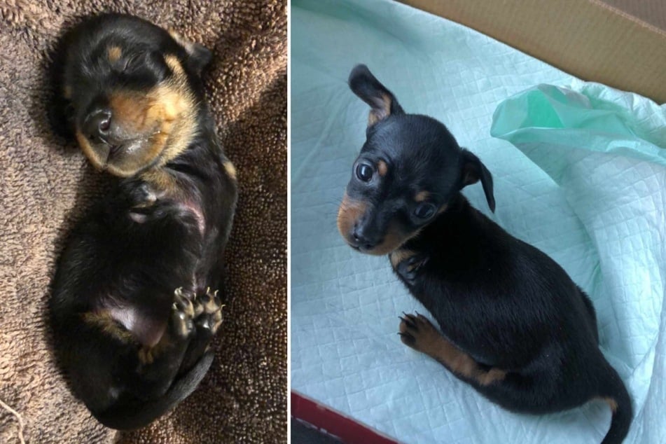 The fact that the dog had no front legs didn't bother the 23-year-old at all!