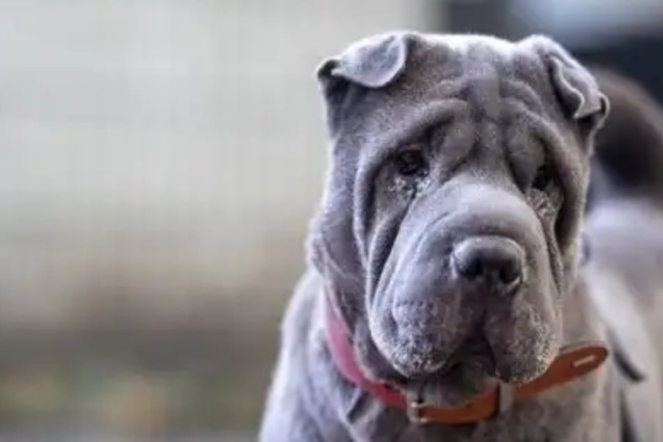 Cara aplastada busca un hogar: Así de dulce saluda Mei a sus cuidadores