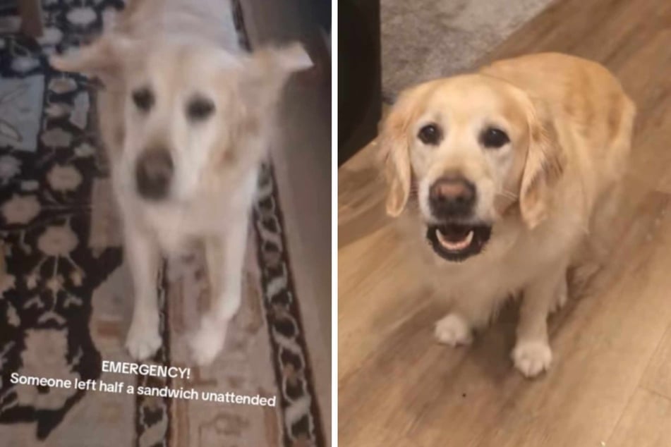 In Lucie the dog's eyes, there is an "emergency" situation in the kitchen.