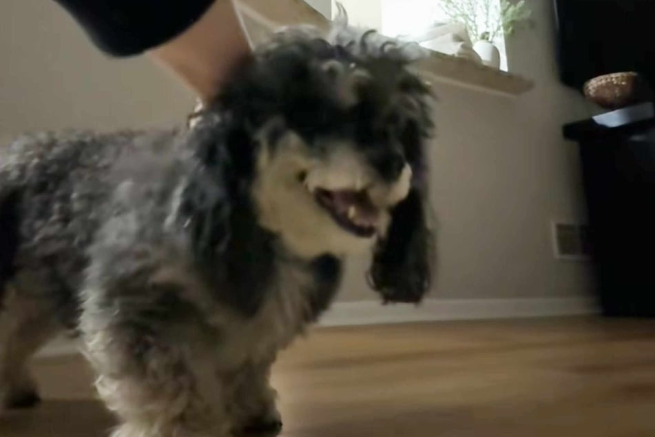 Was ist denn mit Rüde Ryder los? Er bleibt plötzlich regungslos stehen.