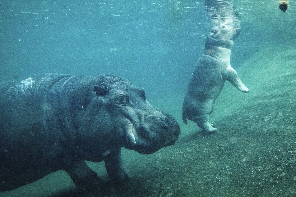 Der junge Hippo-Bulle schwimmt an der Seite seiner Mutter Nala (14)
