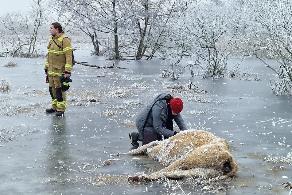 Kühe in Brandenburg/Havel jämmerlich erfroren: Tote Tiere stecken im Eis