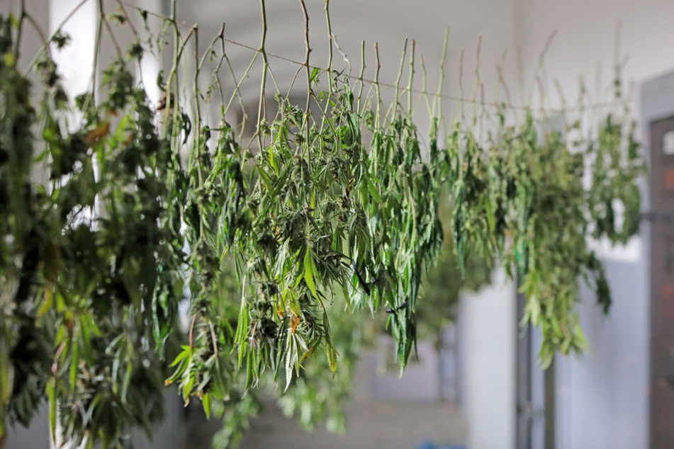 Auch in einer ehemaligen Videothek sollte solch eine Cannabis-Plantage entstehen.