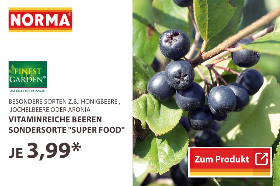 Vitaminreiche Beeren Sondersorte "Super Food"
