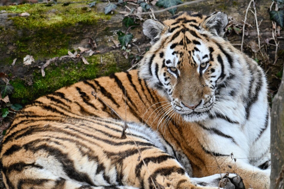 Ein Tiger schlich sich durch eine offene Zwischentür ins Gehege und biss kurz darauf zu. (Symbolfoto)