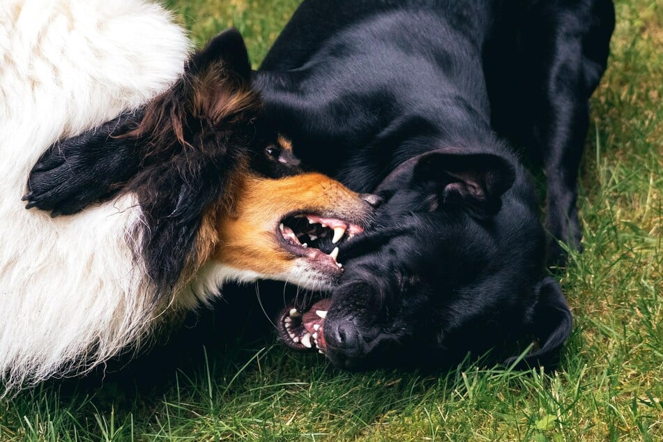 Beim Spielen und anderen Rangeleien kann es passieren, dass Hunde sich gegenseitig beißen und ernsthaft verletzen.