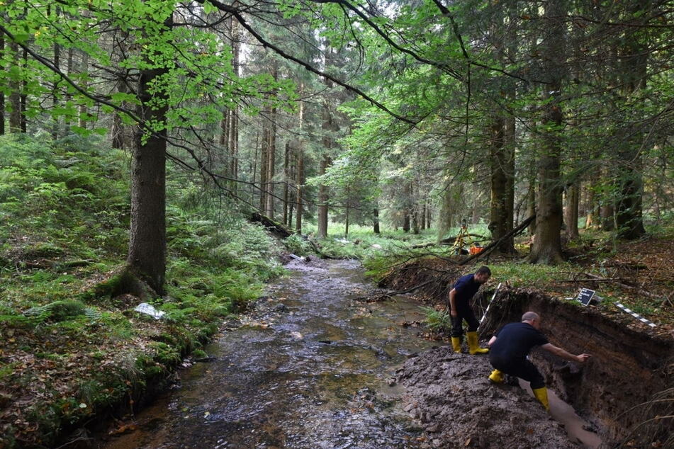 Landschaftsarchäologische Untersuchungen entlang eines Bachlaufs im Fichten-Buchenwald im Osterzgebirge. Insgesamt wurden 6000 Proben untersucht.
