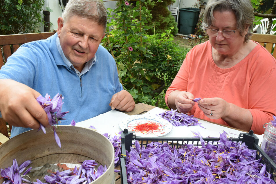 Harald Alex und seine Frau Gudrun zupfen rote Gewürzfäden aus den ersten geernteten Safran-Krokussen (Crocus sativus) auf ihrem Gartentisch in Nordsachsen.