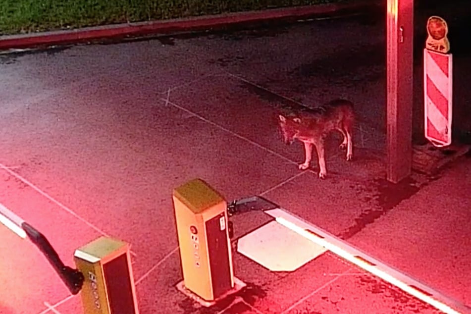 Der Wolf wurde am 19. Mai 2021 in Köln gesichtet und gefilmt.