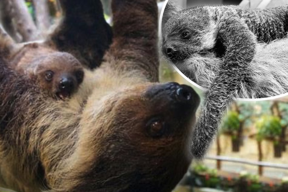 Zoo Dresden in Trauer: Faultier-Baby stirbt nur wenige Tage nach der Geburt