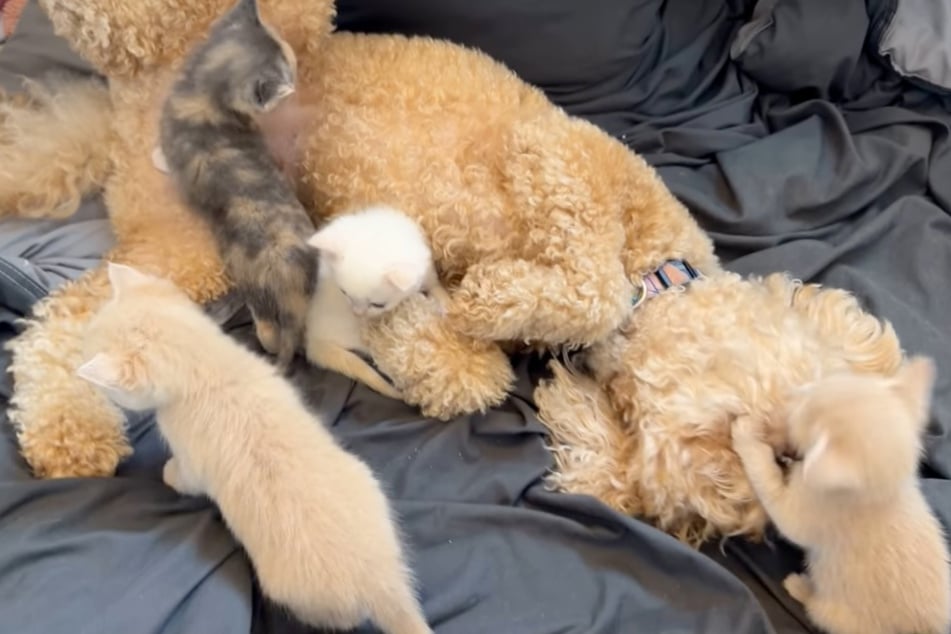 Wenn die Katzenbabys ein Klettergerüst brauchen, steht ihnen Ted nur zu gerne zur Verfügung.