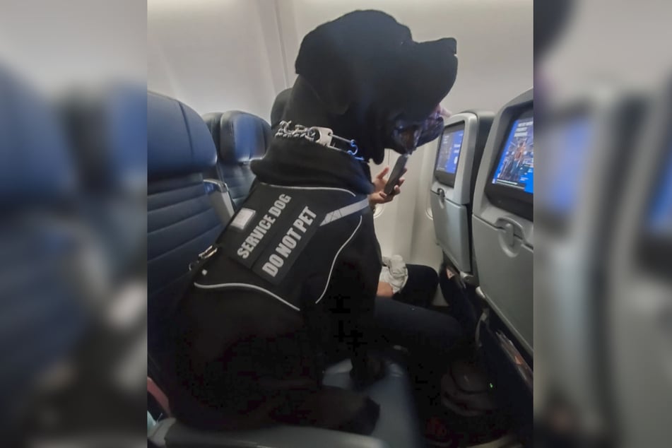 A passenger's dog had made itself at home on another passenger's seat.