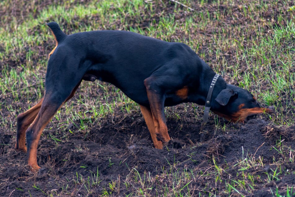 Dass Hunde auch mal Erde fressen, ist nichts Ungewöhnliches.