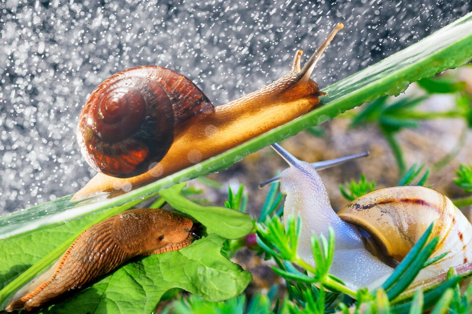 Invasion der Schnecken droht: Warum das Wetter dafür sorgt, dass noch mehr auftauchen