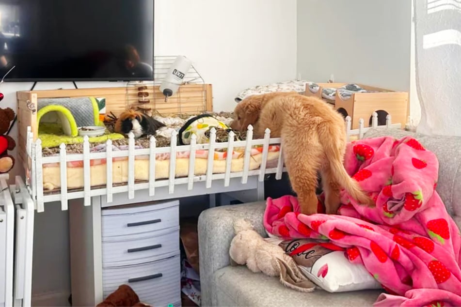 Immer wieder ertappt die Besitzerin den Hund dabei, wie er seinem Kumpel einen Besuch abstattet.