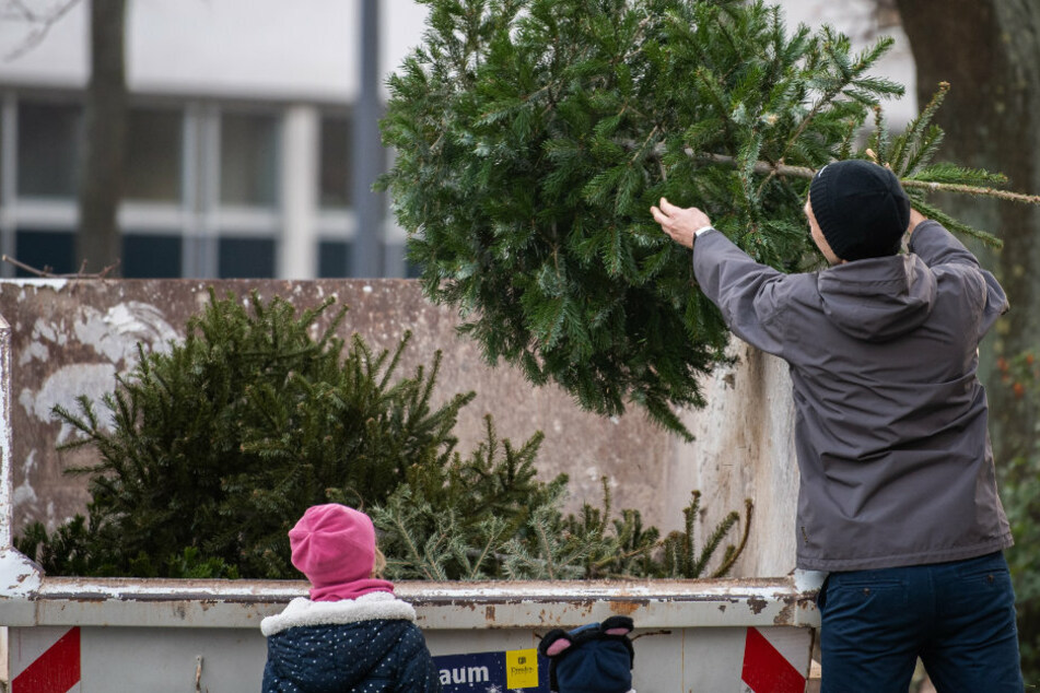 Dresden: Hier könnt Ihr Euren Weihnachtsbaum kostenlos in Dresden entsorgen!