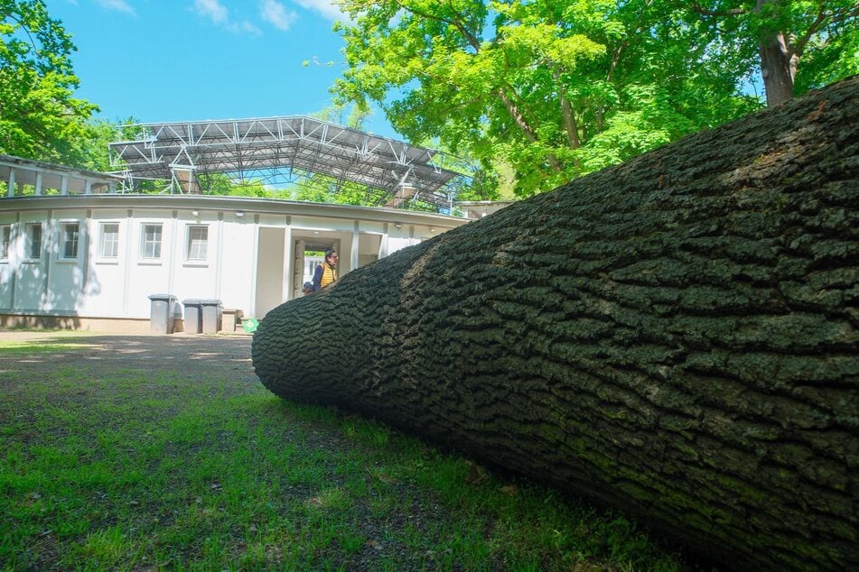 Der Baum liegt zwar noch wie eine Erinnerung. Die Schäden sind inzwischen jedoch behoben und dem Start der neuen Konzertsaison steht nichts mehr im Weg.