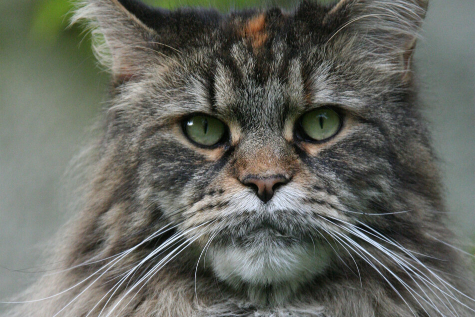 Maine Coons are some of the biggest and sweetest grey cats in the world.