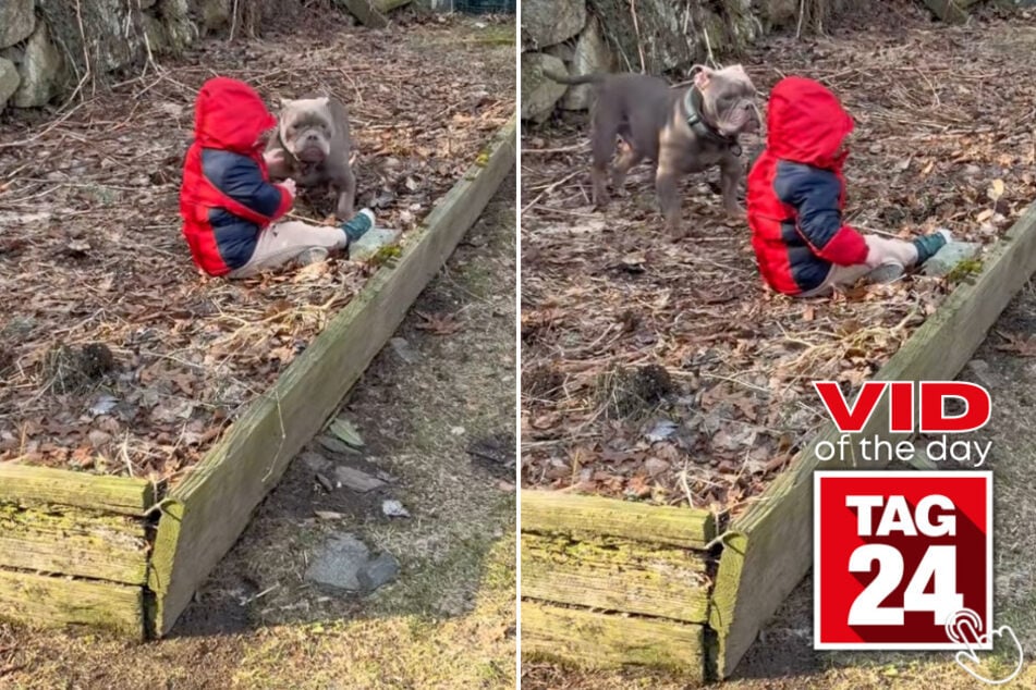 This bulldog was too scared to trust anyone – then he met his toddler best friend!