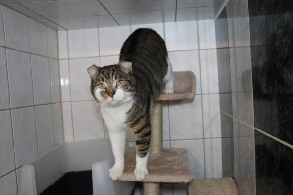 Fränky ist ein offener, freundlicher und sehr menschenbezogener Kater.