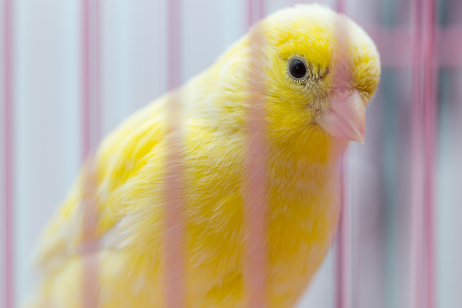 Kanarienvogel-Rettung erfolgreich: Danke eines aufmerksamen Anwohners haben die beiden Vögel die Tortur überlebt. (Symbolbild)