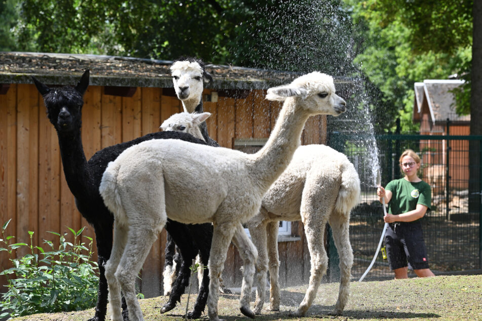 Die Alpakas im Amerika-Tierpark bekommen eine erfrischende Dusche.