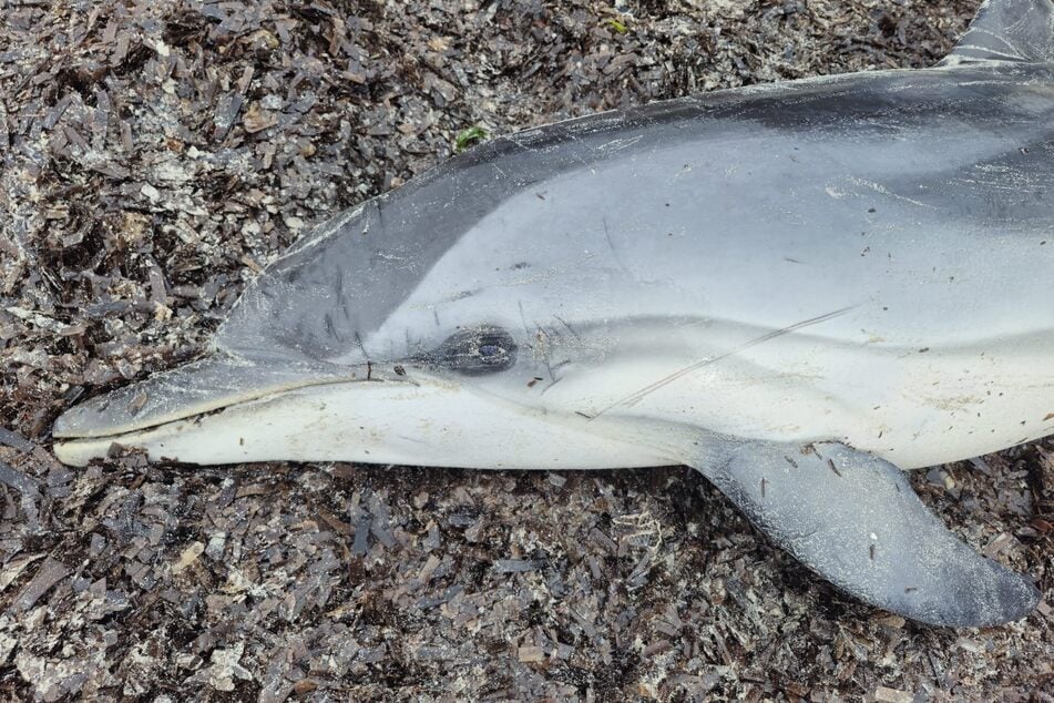 Beide Meeressäuger wiesen äußerlich keine Verletzungen auf.
