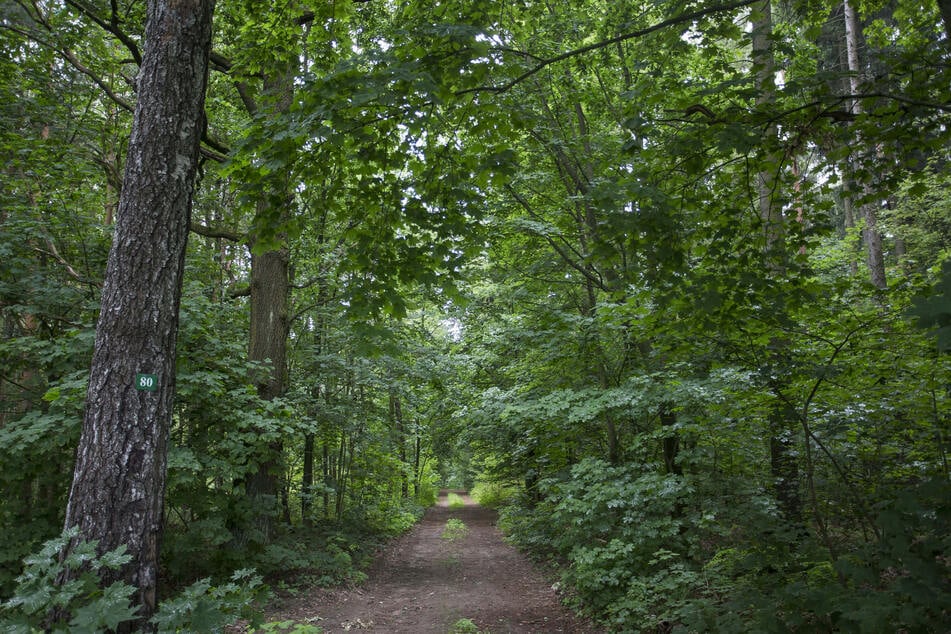 Die Wanderstrecke dauert etwa zwölf Kilometer und führt durch den naturnahen und schattigen Karswald. (Symbolfoto)