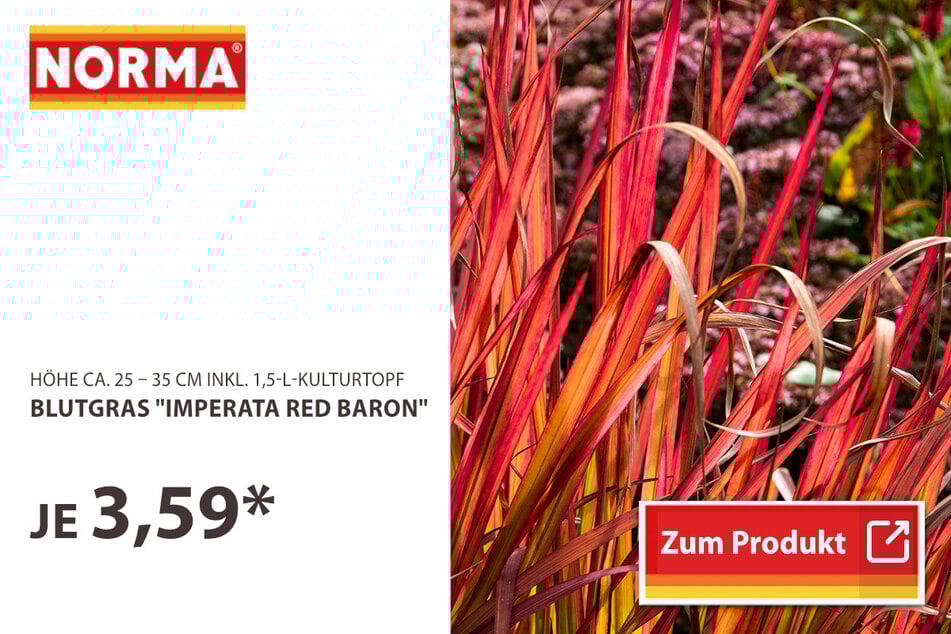 Blutgras " Imperata Red Baron"