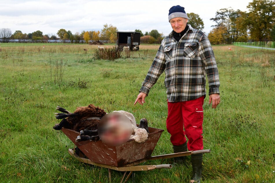 Hobby-Hirte Christian Walther (61) beklagt zwei Wolfs-Angriffe in nur einer Woche.