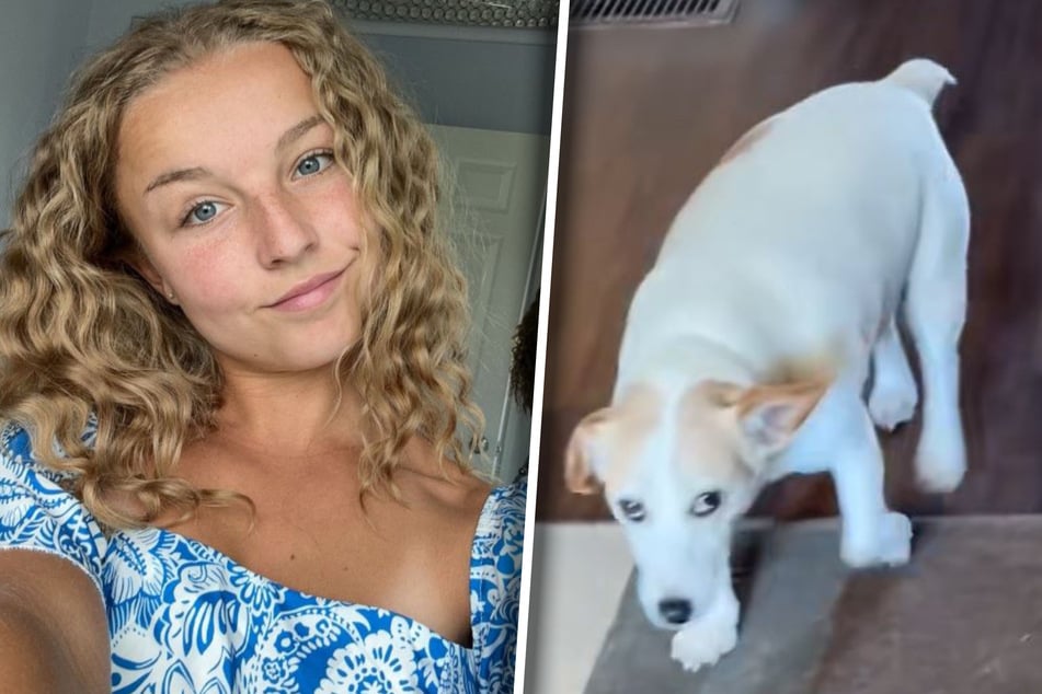 Dog's sassy first meeting owner's girlfriend goes viral: "Absolutely not"