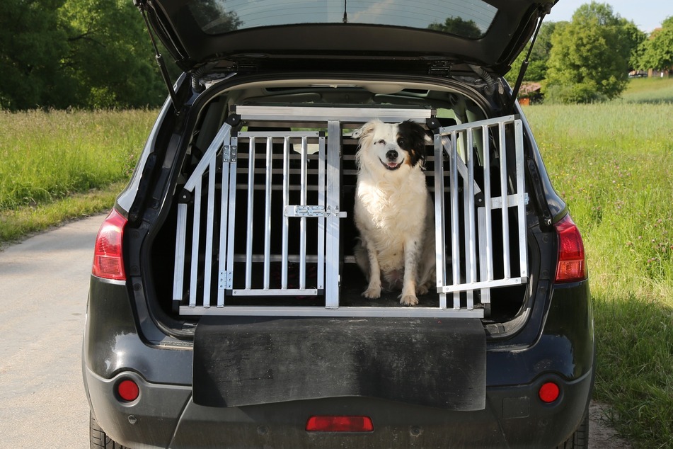 Hundetransportbox: Die beste Transportbox für Deinen Hund für Auto,  Flugzeug und Co.